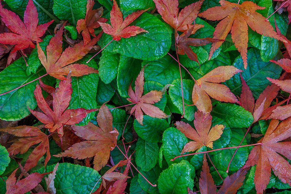 USA, Washington State, Seabeck. Fallen maple and primrose leaves. art print by Jaynes Gallery for $57.95 CAD