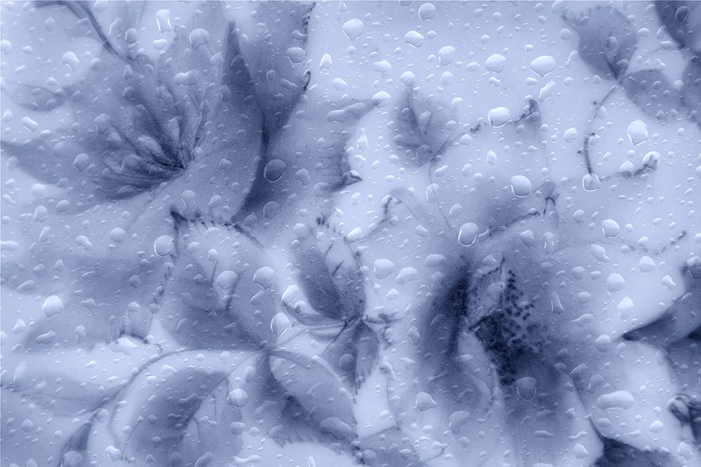USA, Washington State, Seabeck. Composite abstract of flowers and leaves. art print by Jaynes Gallery for $57.95 CAD