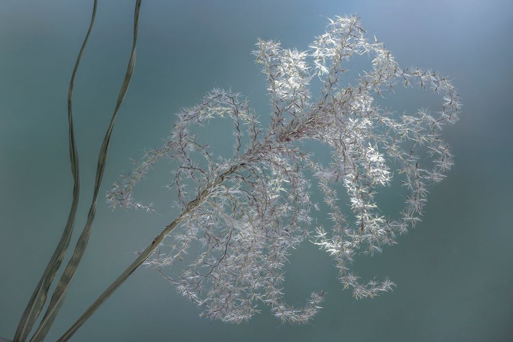 USA, Washington State, Seabeck. Zebra grass dry seed head. art print by Jaynes Gallery for $57.95 CAD