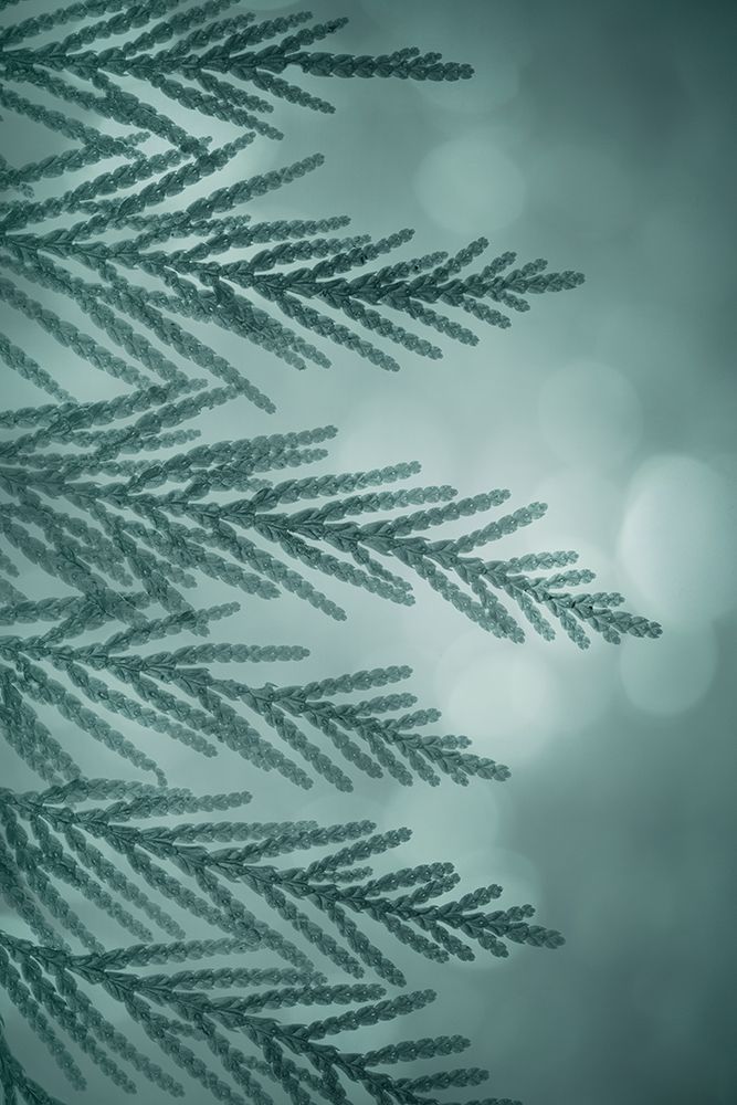 USA, Washington State, Seabeck. Western red cedar bough close-up. art print by Jaynes Gallery for $57.95 CAD