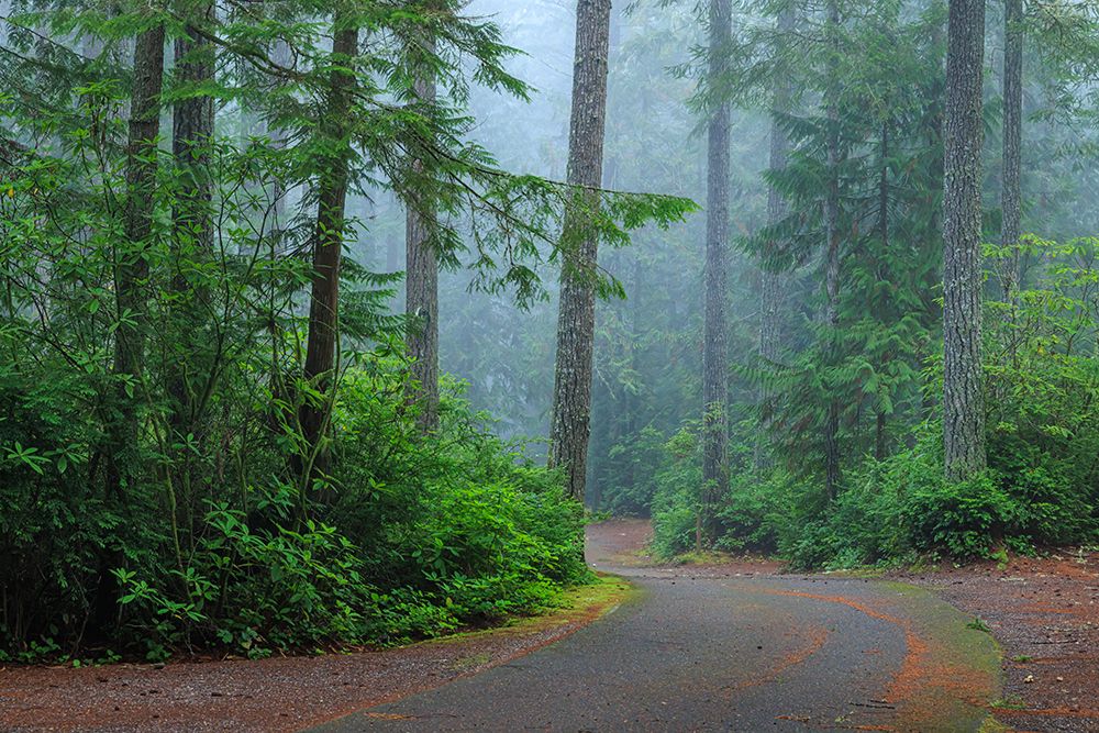 USA, Washington State, Seabeck. Foggy forest and road in Scenic Beach State Park. art print by Jaynes Gallery for $57.95 CAD