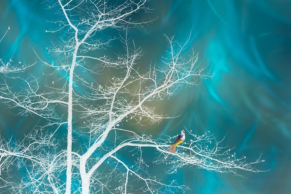 USA, Washington State, Seabeck. Surreal composite fantasy of bird perched on white ghost tree. art print by Jaynes Gallery for $57.95 CAD