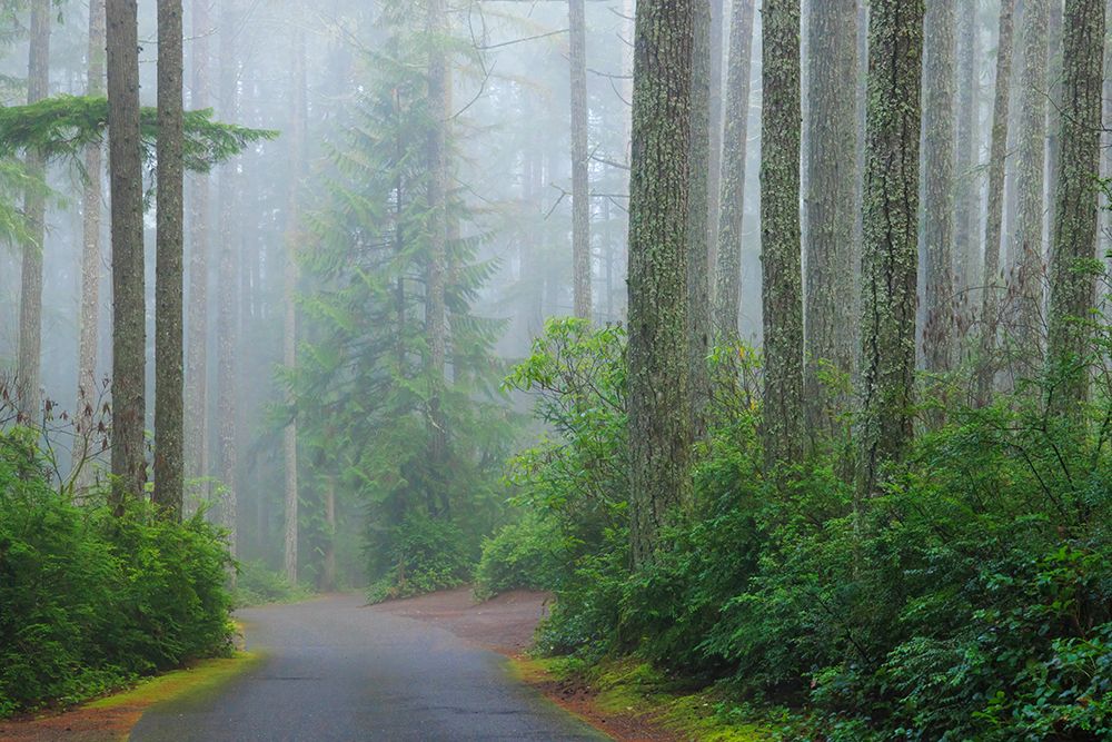 USA, Washington State, Seabeck. Foggy forest and road in Scenic Beach State Park. art print by Jaynes Gallery for $57.95 CAD