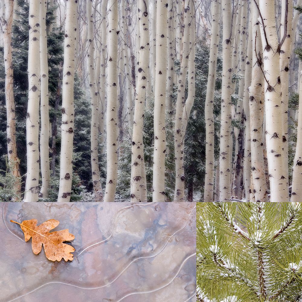 USA, Washington State, Seabeck. Collage of winter scenes. art print by Jaynes Gallery for $57.95 CAD