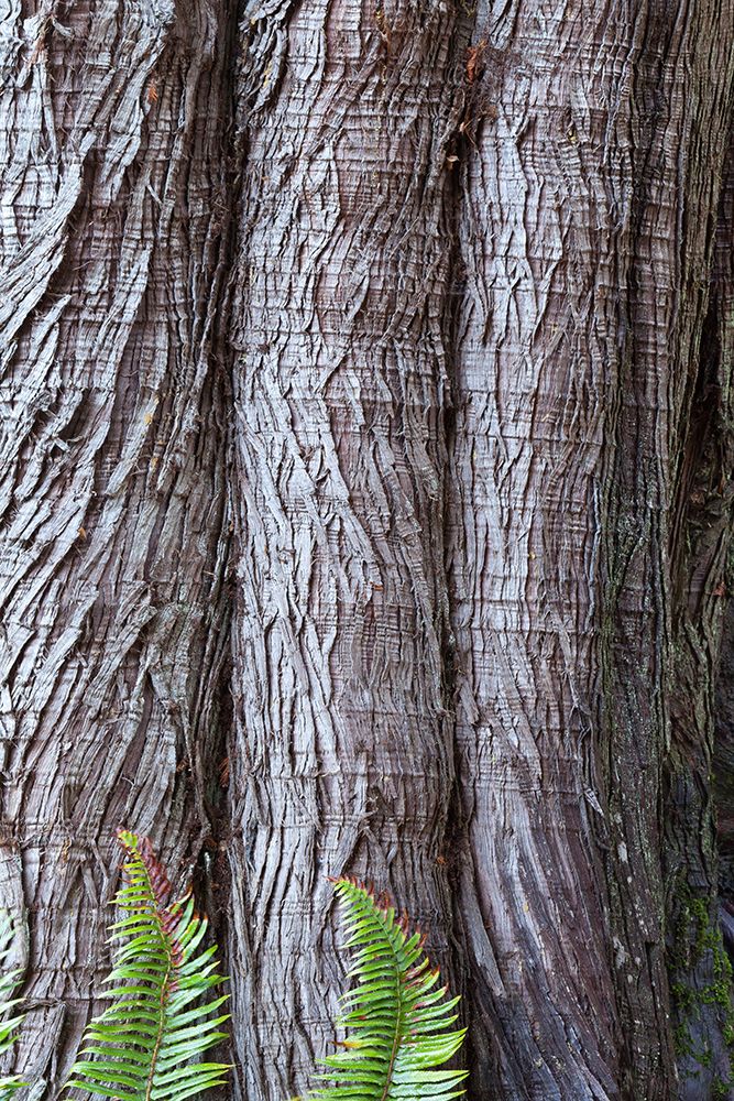 Western red cedar tree bark close-up. Sword ferns at base. art print by Jaynes Gallery for $57.95 CAD