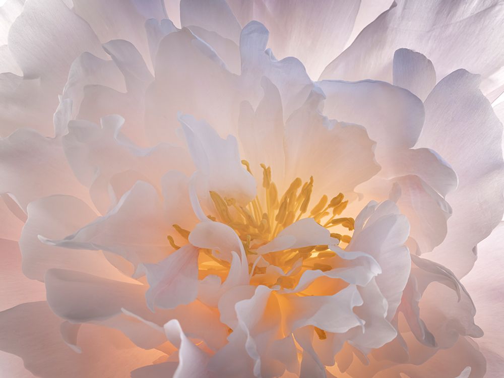 USA, Washington State, Seabeck. Peony flower close-up. art print by Jaynes Gallery for $57.95 CAD