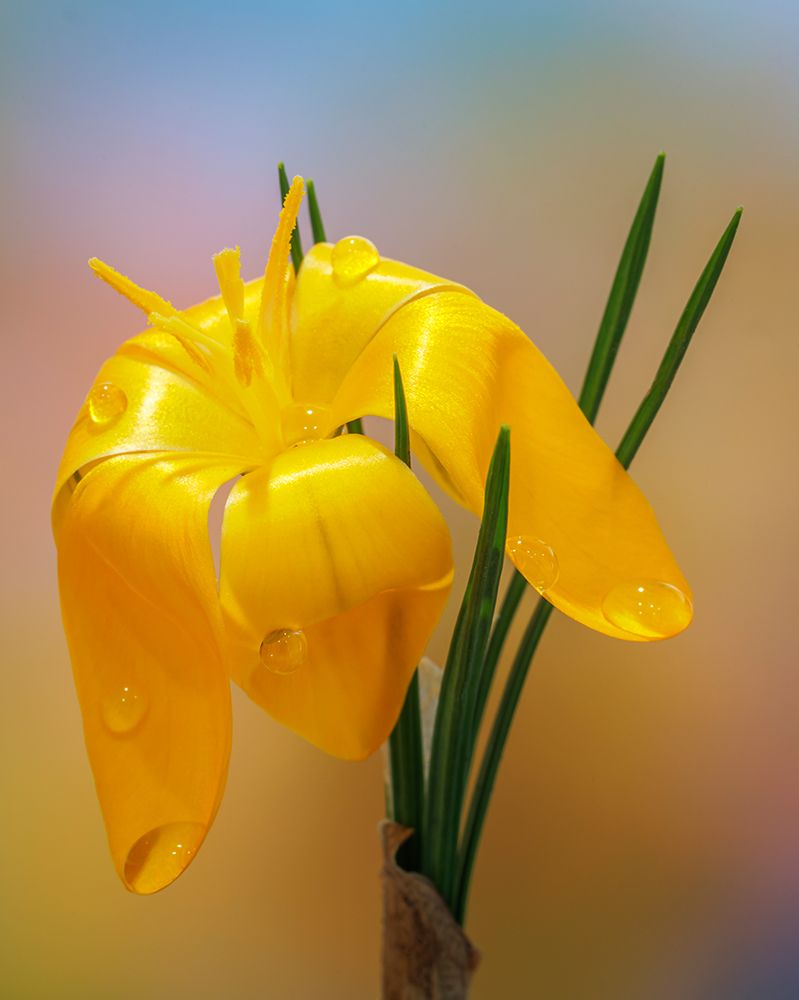 USA, Washington State, Seabeck. Golden crocus flower close-up. art print by Jaynes Gallery for $57.95 CAD