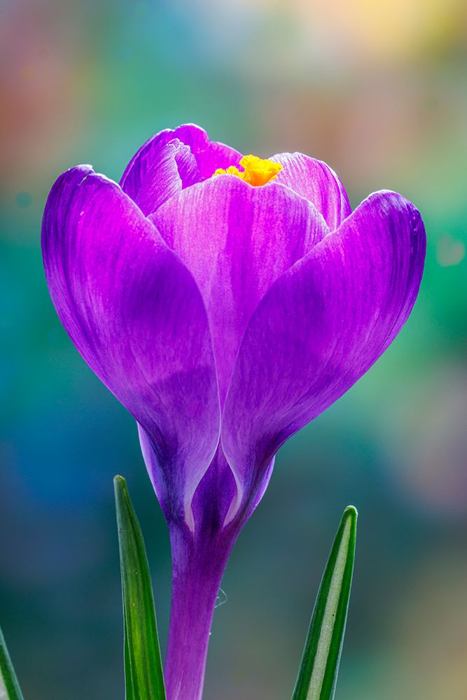 USA, Washington State, Seabeck. Purple crocus blossom close-up. art print by Jaynes Gallery for $57.95 CAD