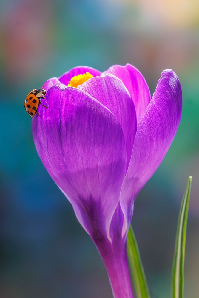 USA, Washington State, Seabeck. Lady bug on crocus flower. art print by Jaynes Gallery for $57.95 CAD