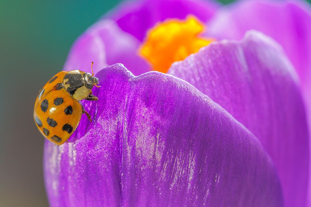 USA, Washington State, Seabeck. Lady bug on crocus flower. art print by Jaynes Gallery for $57.95 CAD