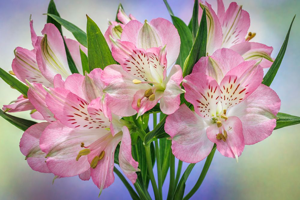 USA, Washington State, Seabeck. Bouquet of alstroemeria flowers. art print by Jaynes Gallery for $57.95 CAD