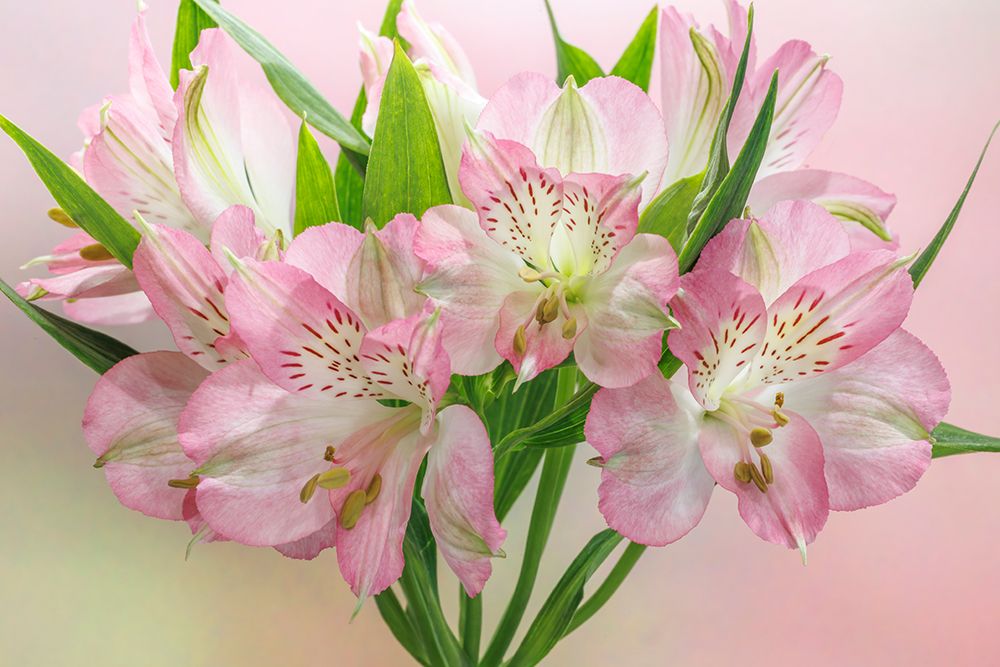 USA, Washington State, Seabeck. Bouquet of alstroemeria flowers. art print by Jaynes Gallery for $57.95 CAD