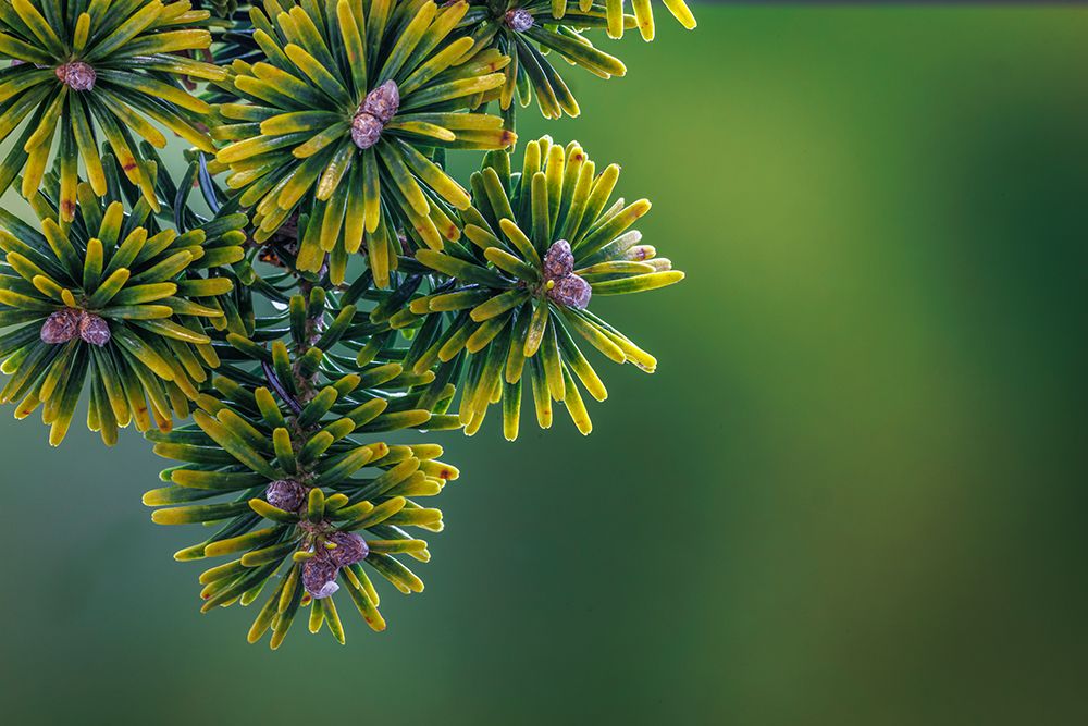 USA, Washington State, Seabeck. Close-up of Korean firs with pollen cones. art print by Jaynes Gallery for $57.95 CAD