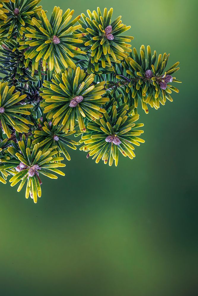 USA, Washington State, Seabeck. Close-up of Korean firs with pollen cones. art print by Jaynes Gallery for $57.95 CAD