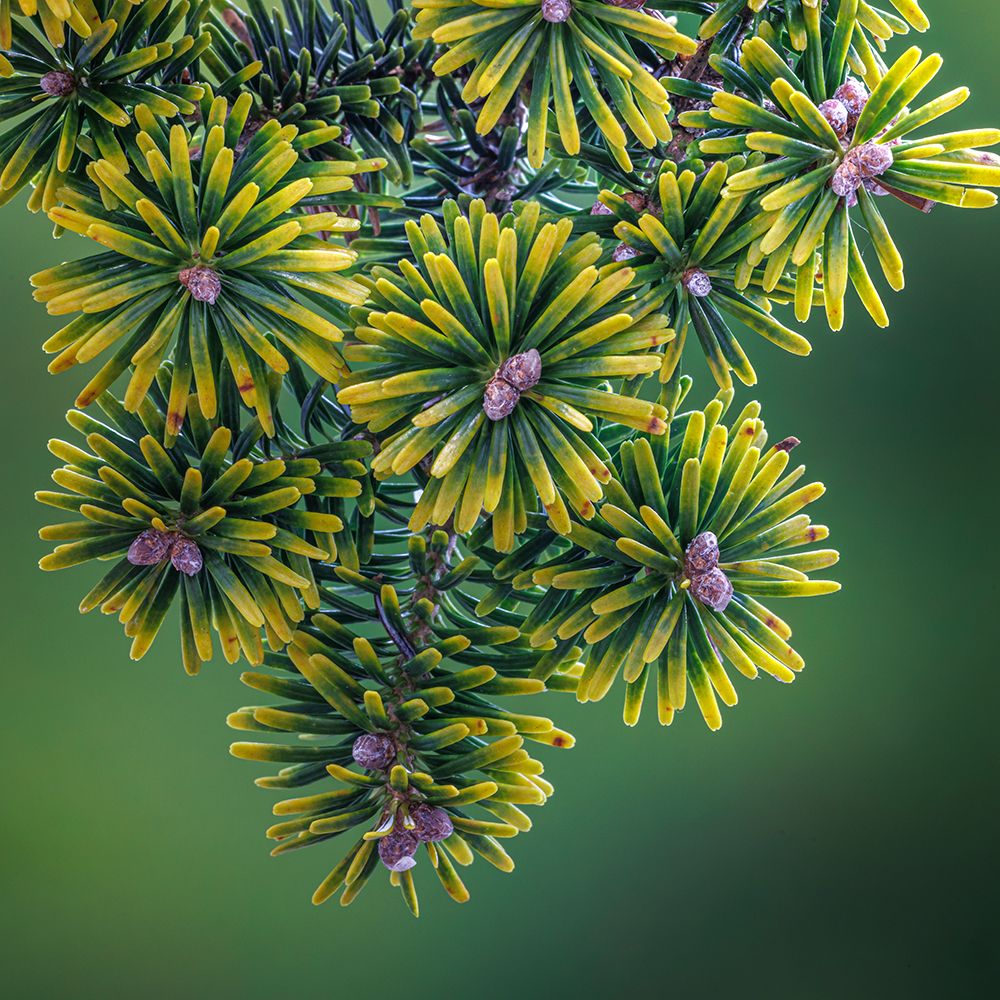 USA, Washington State, Seabeck. Close-up of Korean firs with pollen cones. art print by Jaynes Gallery for $57.95 CAD