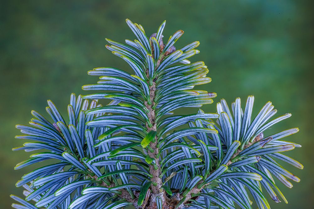 USA, Washington State, Seabeck. Blue underside of Korean fir needles. art print by Jaynes Gallery for $57.95 CAD