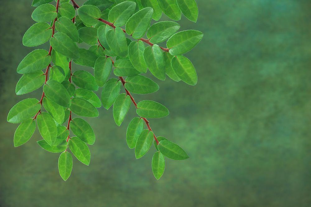 USA, Washington State, Seabeck. Huckleberry branch in spring. art print by Jaynes Gallery for $57.95 CAD