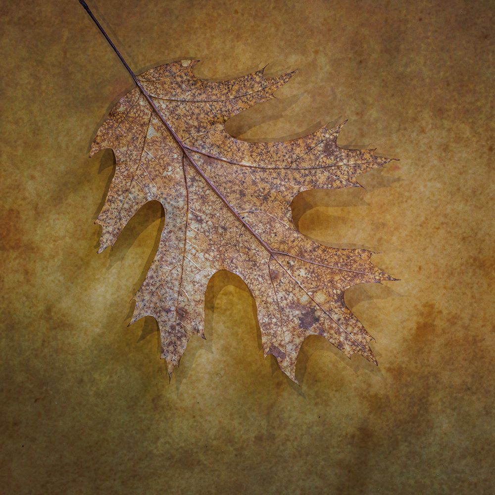USA, Washington State, Seabeck. Close-up of fallen oak leaf. art print by Jaynes Gallery for $57.95 CAD