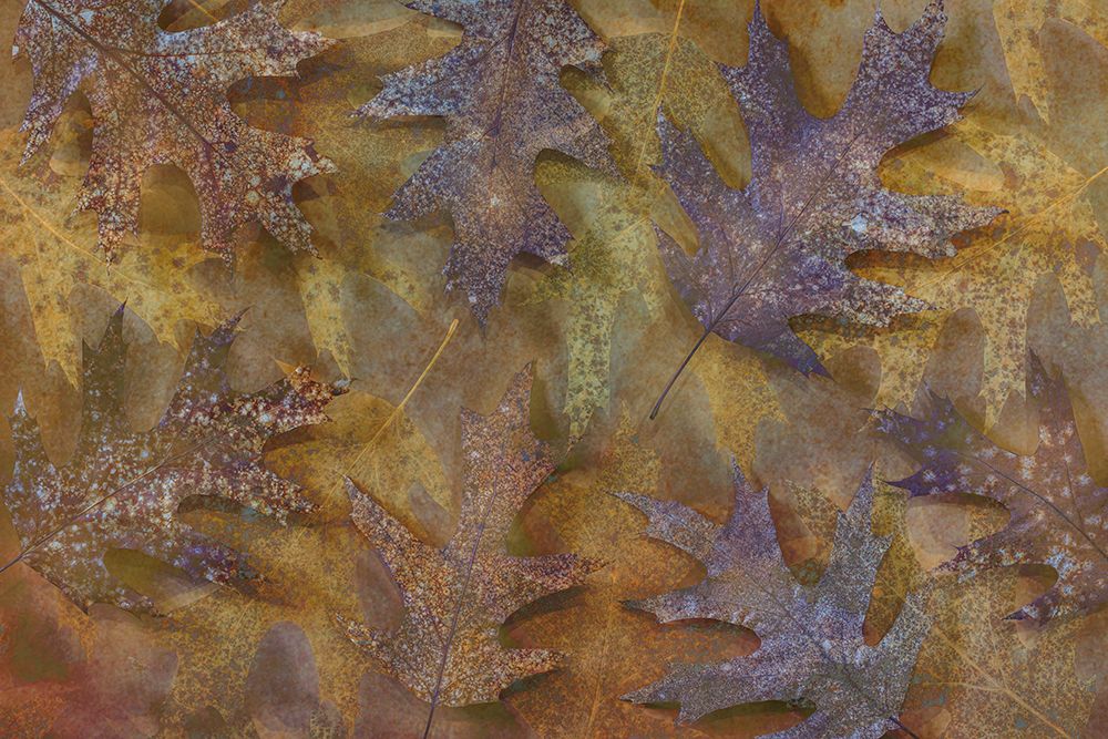 USA, Washington State, Seabeck. Montage of autumn oak leaves. art print by Jaynes Gallery for $57.95 CAD