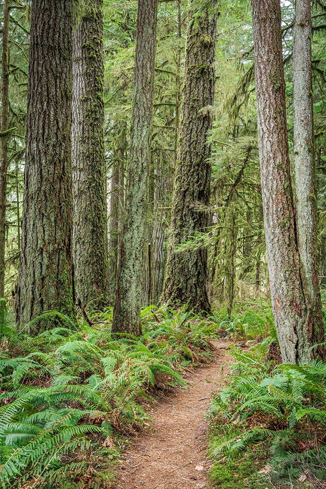 USA, Washington State, Bremerton. Forest trail in Rhododendron Preserve. art print by Jaynes Gallery for $57.95 CAD