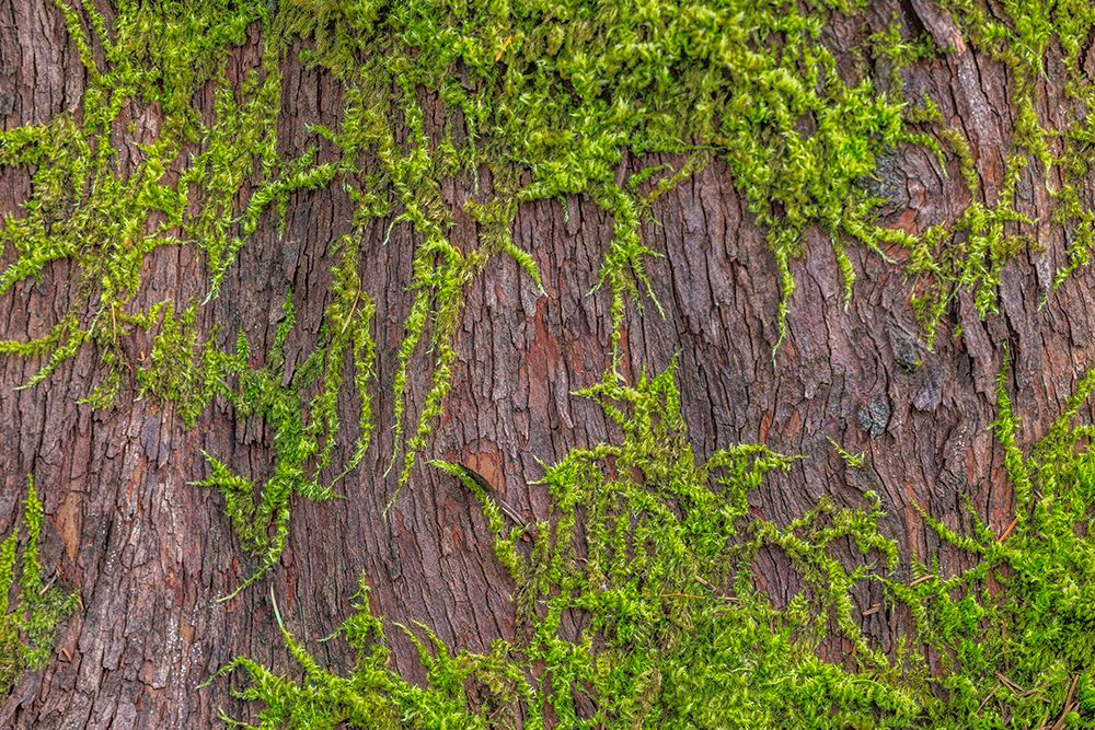 USA, Washington State, Seabeck, Scenic Beach State Park. Moss on madrone tree. art print by Jaynes Gallery for $57.95 CAD