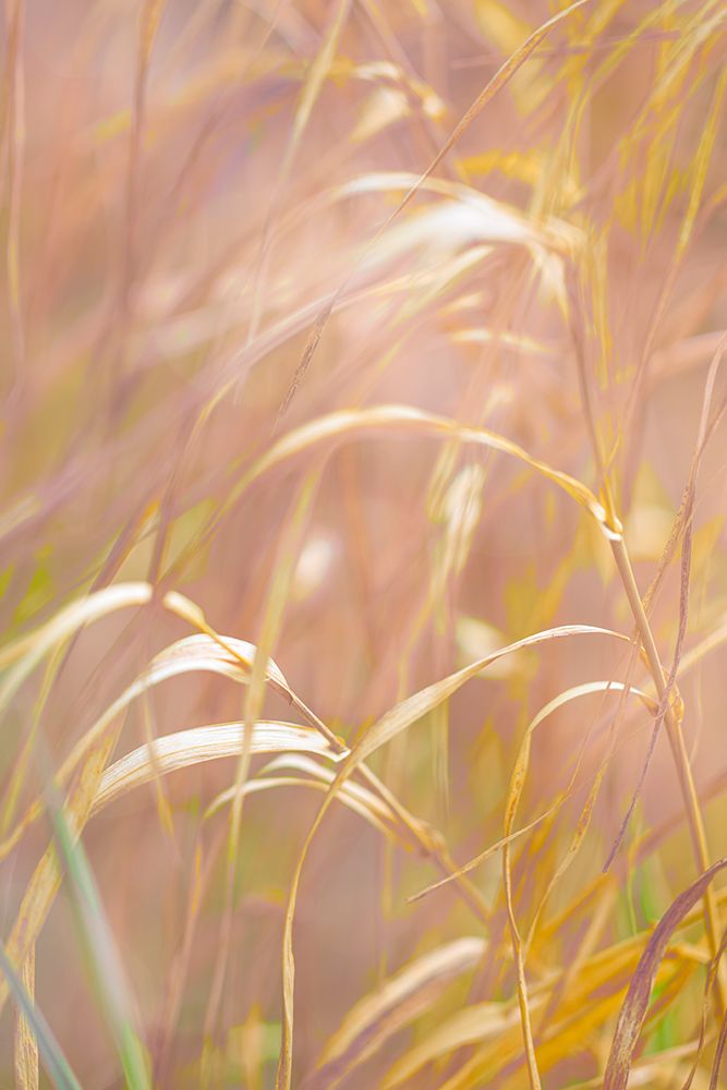 USA, Washington State, Seabeck, Scenic Beach State Park. Dried grasses close-up. art print by Jaynes Gallery for $57.95 CAD