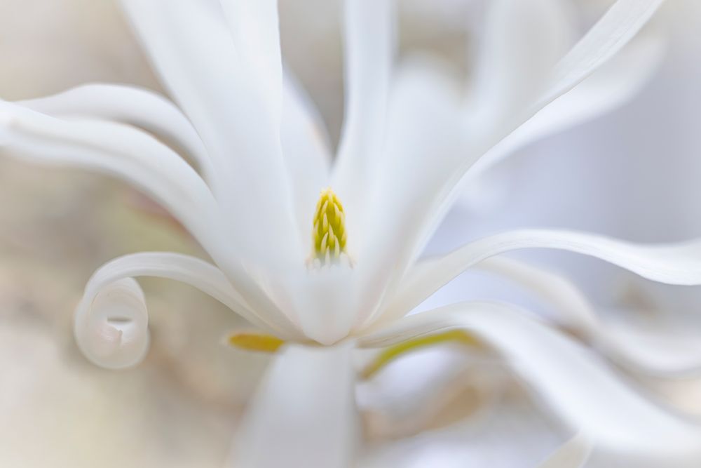 USA, Washington State, Seabeck. White magnolia blossom close-up. art print by Jaynes Gallery for $57.95 CAD