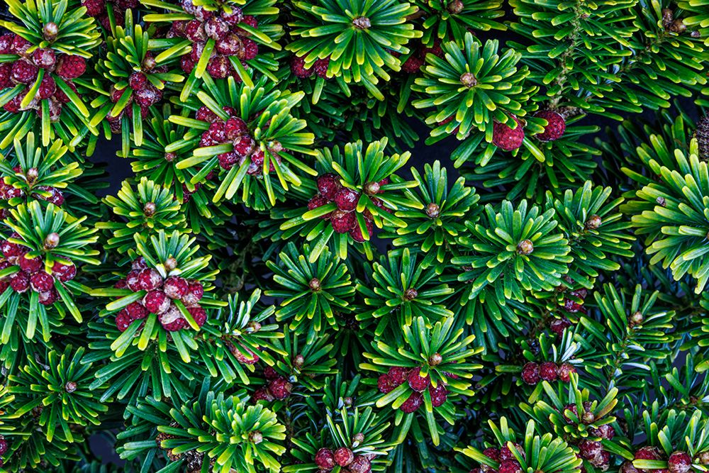 USA, Washington State, Seabeck. Close-up of Korean firs with pollen cones. art print by Jaynes Gallery for $57.95 CAD