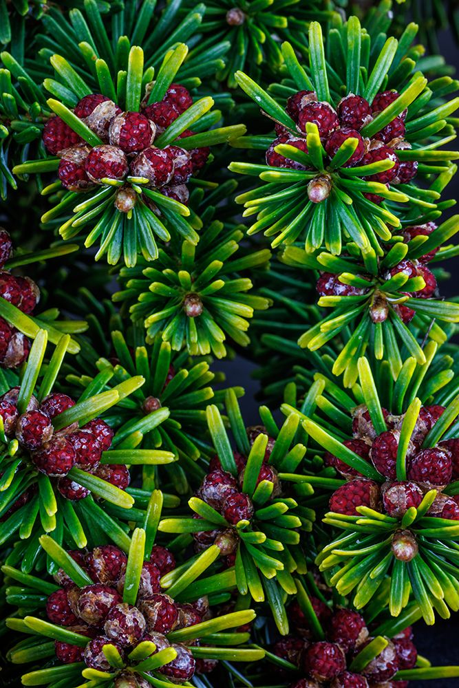 USA, Washington State, Seabeck. Close-up of Korean fir with pollen cones. art print by Jaynes Gallery for $57.95 CAD