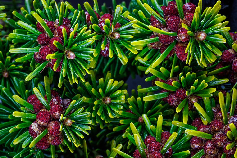 USA, Washington State, Seabeck. Close-up of Korean firs with pollen cones. art print by Jaynes Gallery for $57.95 CAD