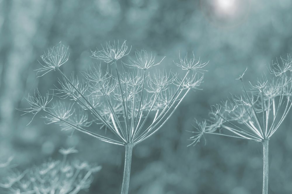 USA, Washington State, Seabeck. Bare Queen Annes lace stems colorized blue. art print by Jaynes Gallery for $57.95 CAD