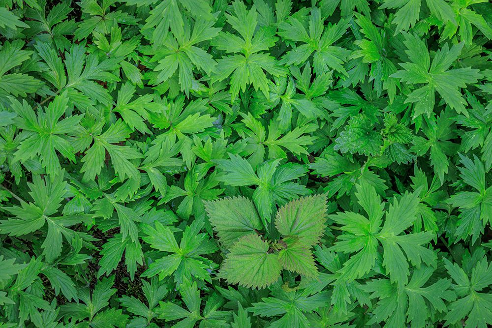 USA, Washington State, Guillemot Cove Nature Reserve. Stinging nettle and waterleaf in spring. art print by Jaynes Gallery for $57.95 CAD