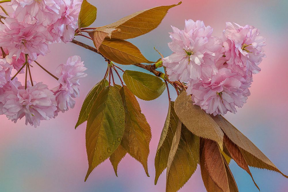 USA, Washington State, Seabeck. Flowering Japanese cherry tree branch. art print by Jaynes Gallery for $57.95 CAD