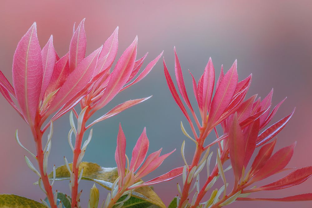 USA, Washington State, Seabeck. Close-up of Japanese pieris plants. art print by Jaynes Gallery for $57.95 CAD