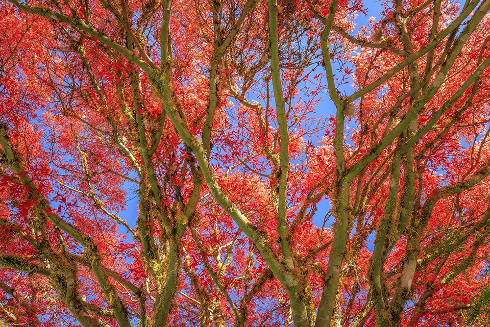 USA, Washington State, Seabeck. Japanese maple tree in autumn color. art print by Jaynes Gallery for $57.95 CAD