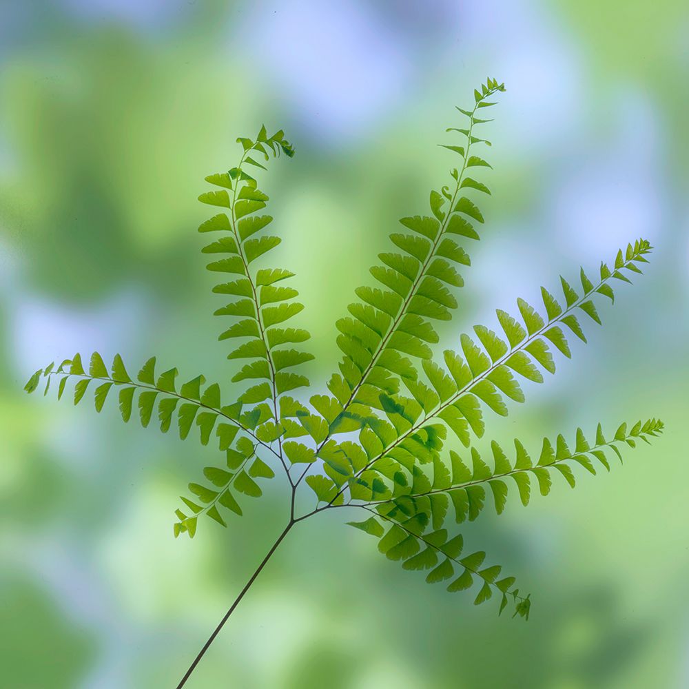 USA, Washington State, Seabeck. Close-up of maidenhair fern branch. art print by Jaynes Gallery for $57.95 CAD