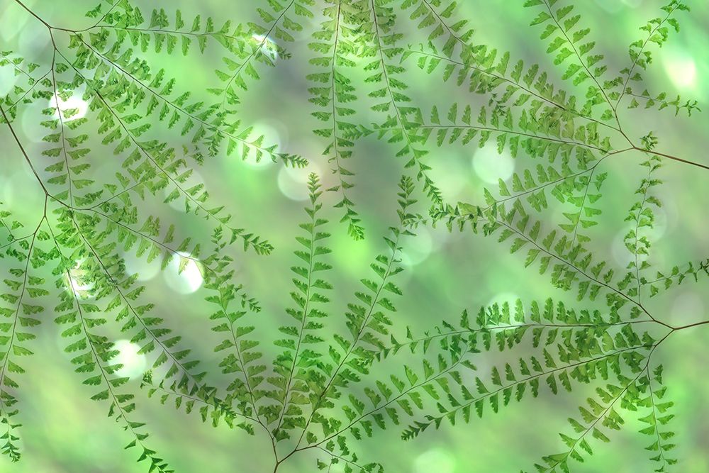 USA, Washington State, Seabeck. Multiple exposure of maidenhair ferns. art print by Jaynes Gallery for $57.95 CAD
