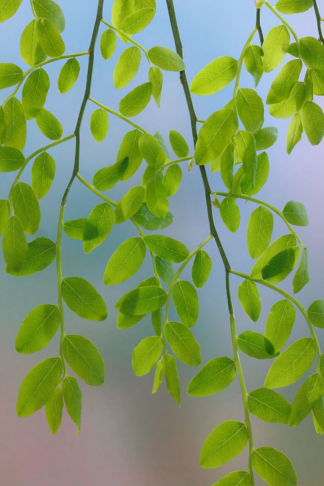 USA, Washington State, Seabeck. Huckleberry leaves in spring. art print by Jaynes Gallery for $57.95 CAD