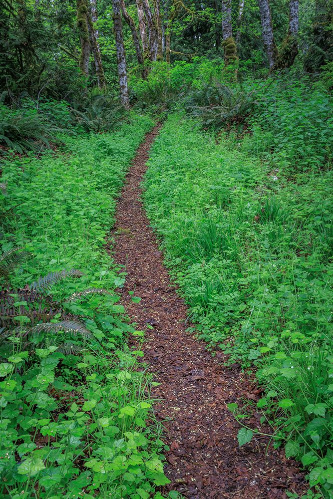 USA, Washington State, Silverdale. Trail through Anderson Landing Preserve. art print by Jaynes Gallery for $57.95 CAD