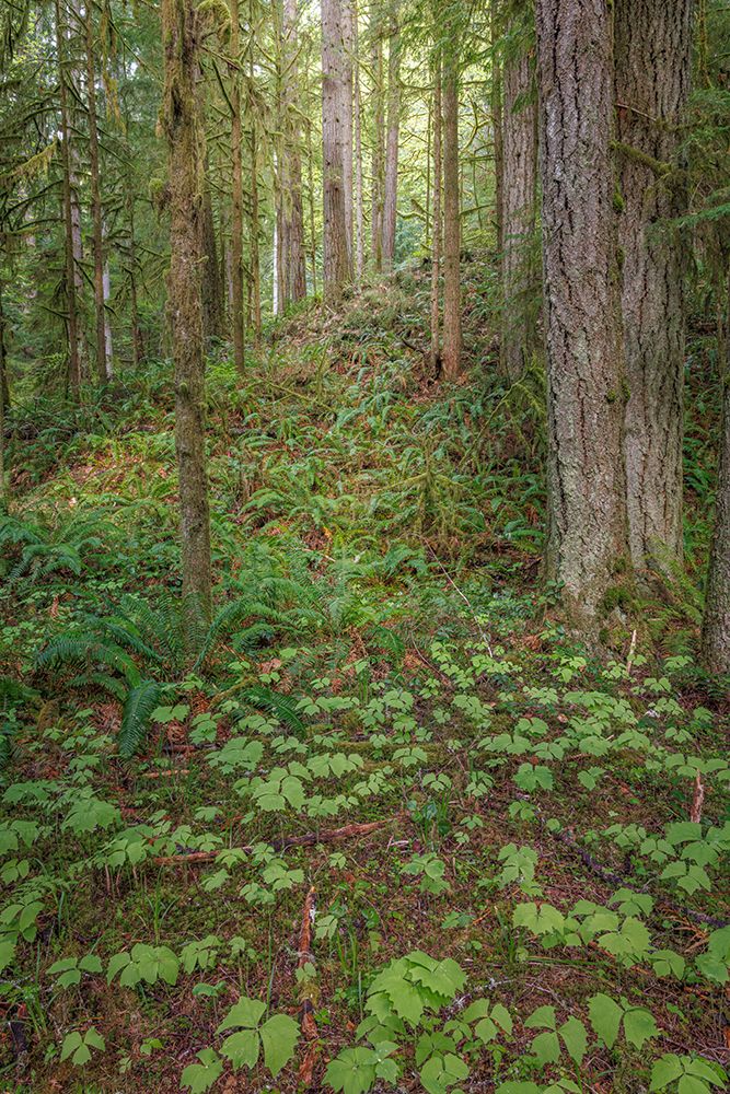USA, Washington State, Kitsap County. Forest scenic with vanilla leaf plants in foreground. art print by Jaynes Gallery for $57.95 CAD