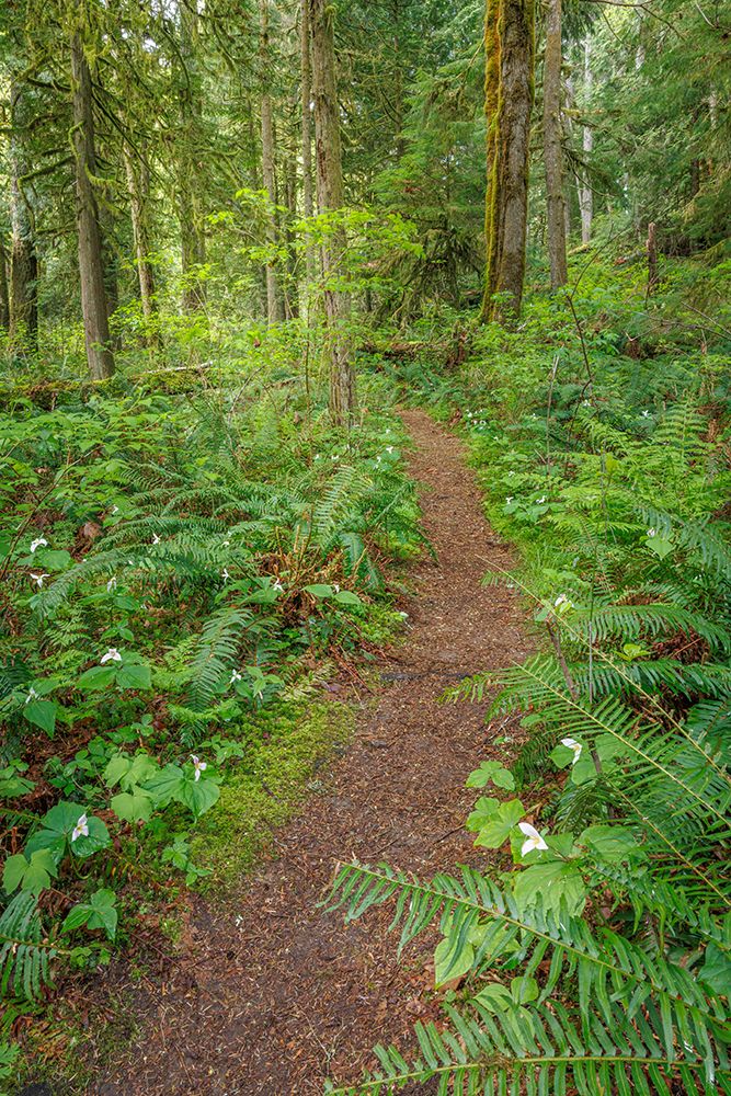 USA, Washington State, Kitsap County. Trail in forest with trillium flowers and sword ferns. art print by Jaynes Gallery for $57.95 CAD