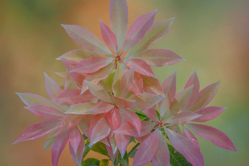USA, Washington State, Seabeck. Japanese pieris leaves in spring. art print by Jaynes Gallery for $57.95 CAD