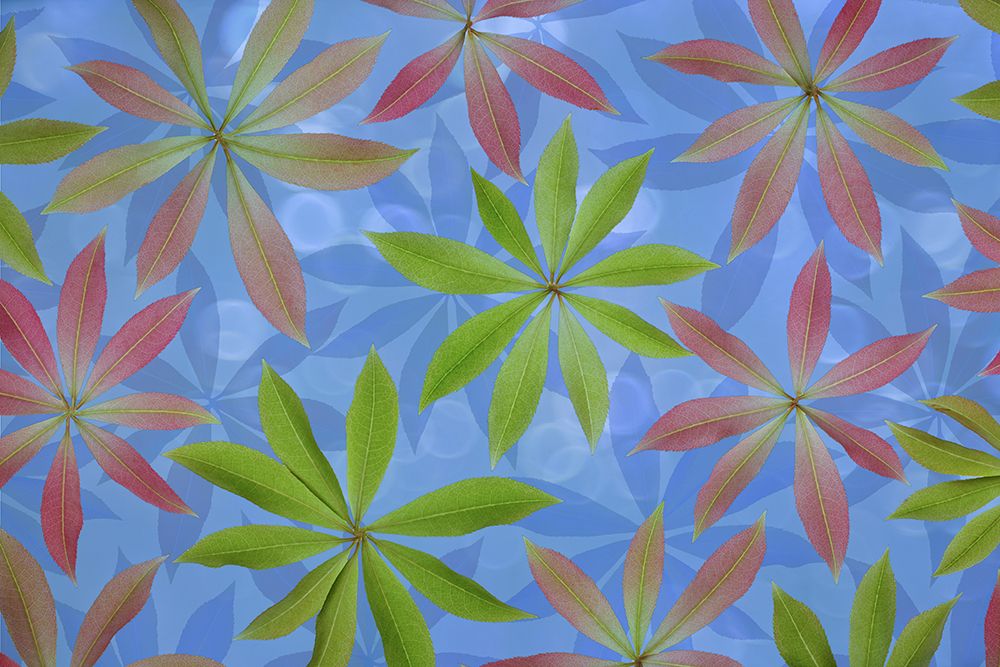 USA, Washington State, Seabeck. Montage of Japanese pieris leaves in spring. art print by Jaynes Gallery for $57.95 CAD