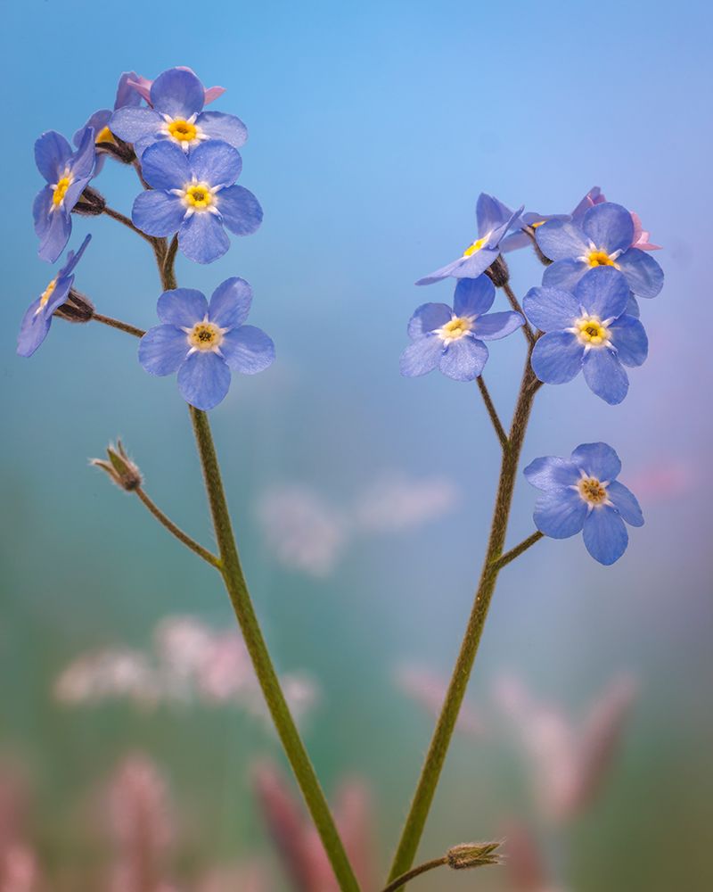 USA, Washington State, Seabeck. Forget-me-not blossoms close-up. art print by Jaynes Gallery for $57.95 CAD