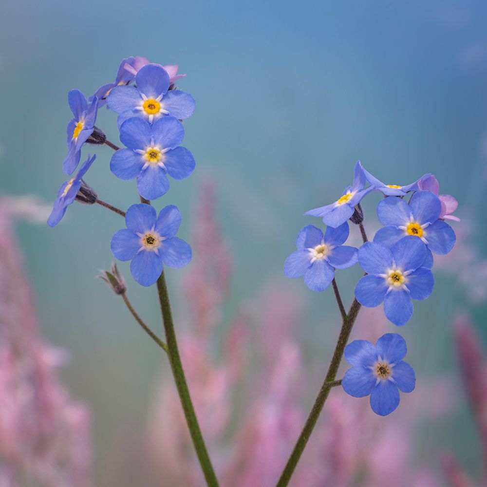 USA, Washington State, Seabeck. Forget-me-not blossoms close-up. art print by Jaynes Gallery for $57.95 CAD