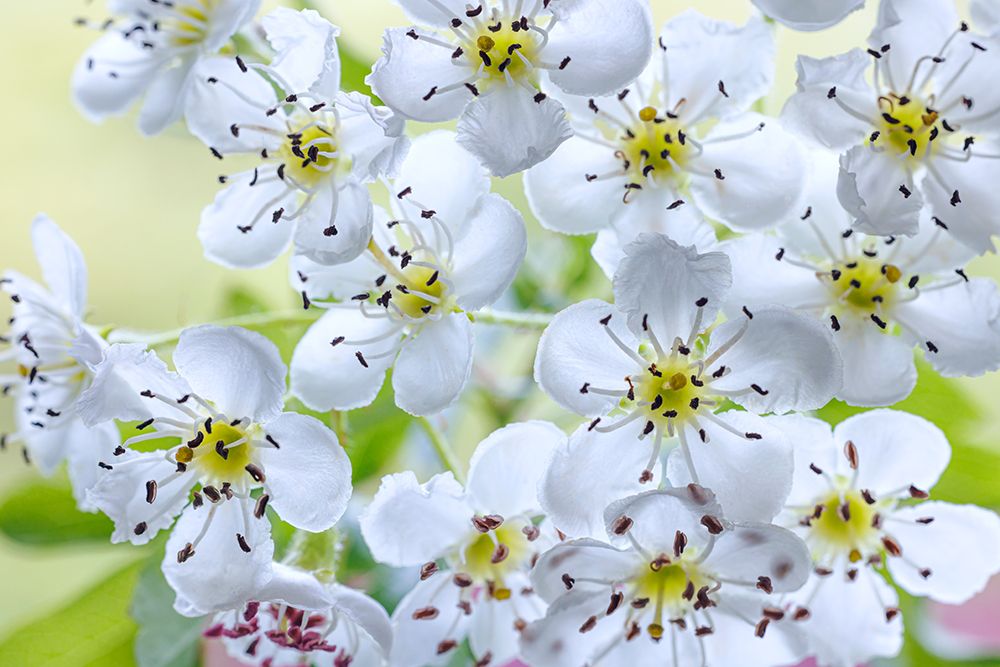 USA, Washington State, Seabeck. Hawthorn blossoms close-up. art print by Jaynes Gallery for $57.95 CAD