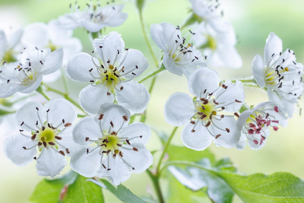 USA, Washington State, Seabeck. Hawthorn blossoms close-up. art print by Jaynes Gallery for $57.95 CAD