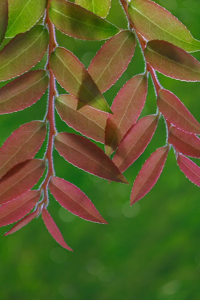 USA, Washington State, Seabeck. Huckleberry leaves in fall. art print by Jaynes Gallery for $57.95 CAD