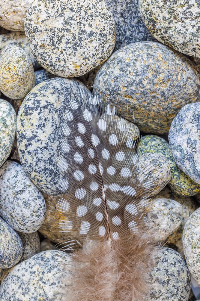 USA, Washington State, Seabeck. Close-up of spotted guinea fowl feather on rocks. art print by Jaynes Gallery for $57.95 CAD