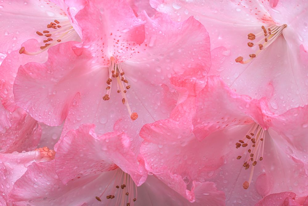 USA, Washington State, Seabeck. Pink rhododendron flower close-up. art print by Jaynes Gallery for $57.95 CAD